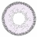 Sole 2T Violet - Image 2